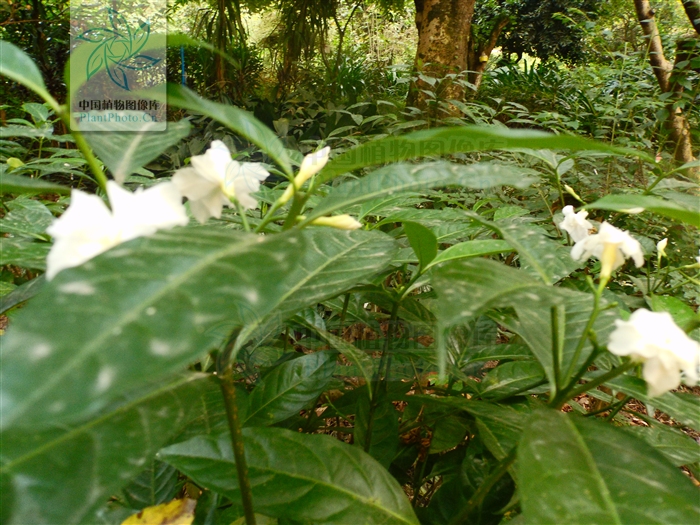 大果狗牙花