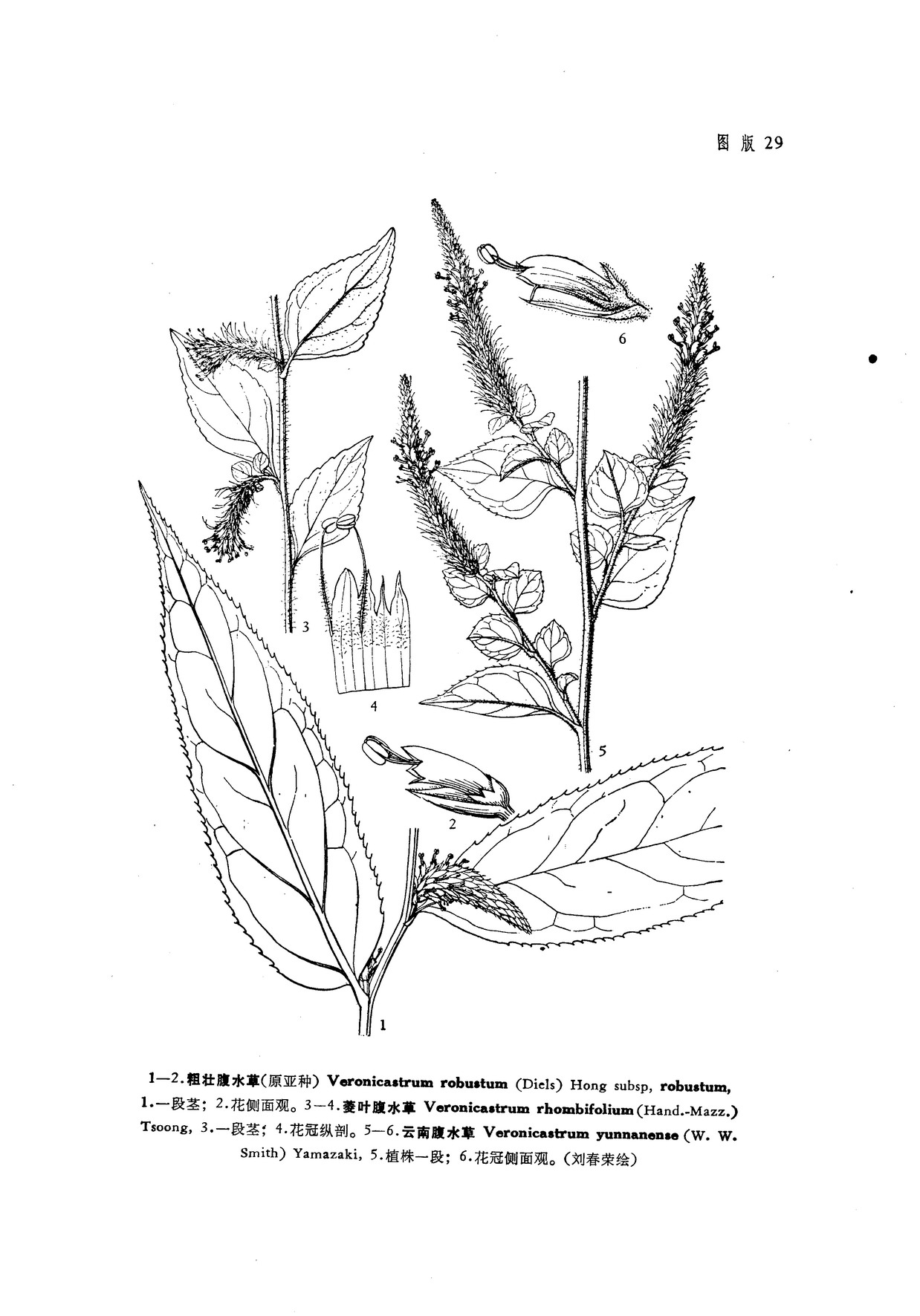 粗壯腹水草（原亞種）