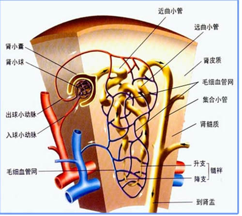 髓袢