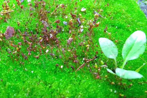 疣莖類錢袋苔屬