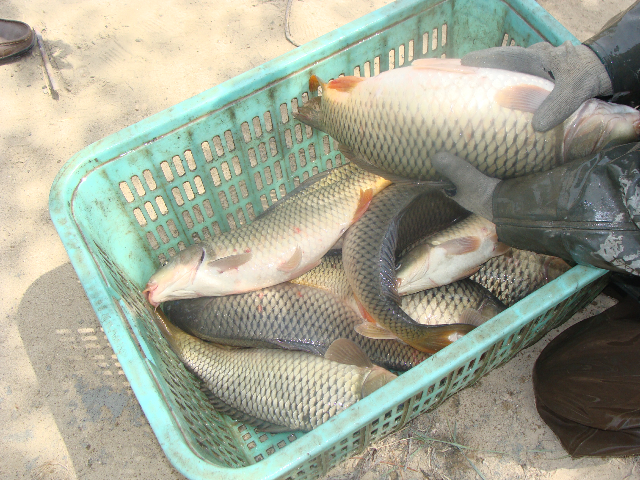 銀川鯉魚