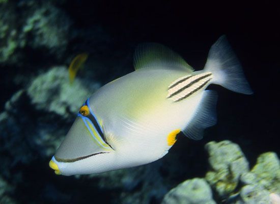 紅海畢卡索魚