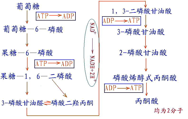 糖酵解途徑