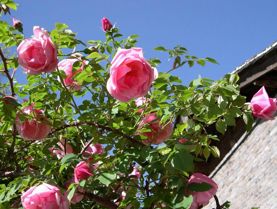 瓦蒂(薔薇科薔薇屬植物)