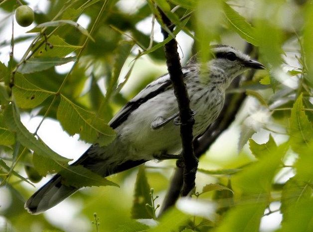 黑鳴鵑鵙