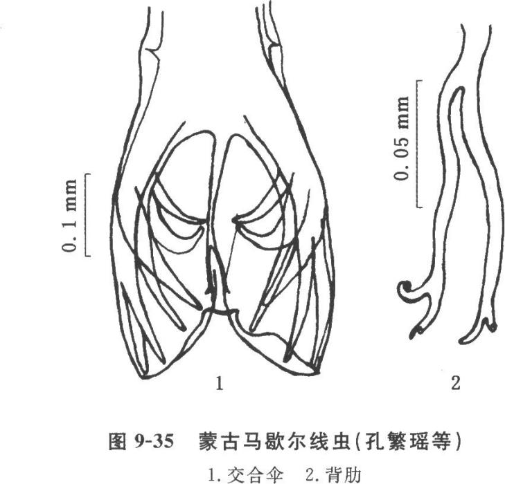 許氏馬歇爾線蟲