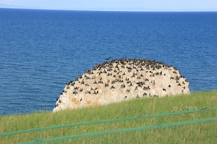 蛋島(青海省青海湖蛋島)