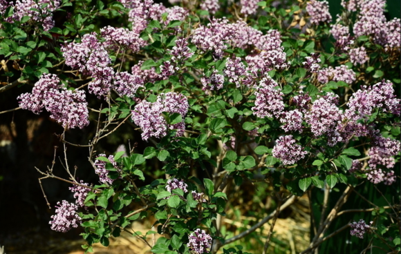 秀麗野海棠（原變種）