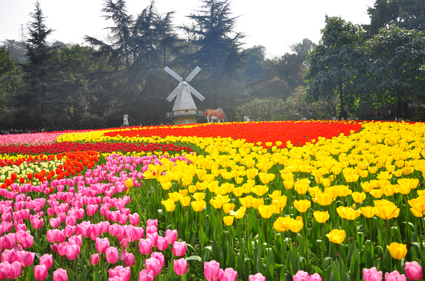 鬱金香花海