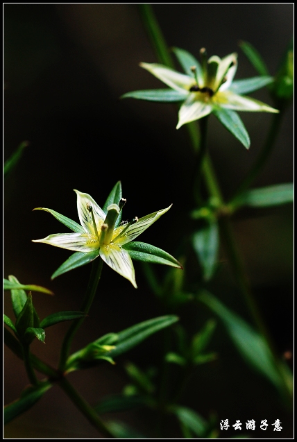 淡黃獐牙菜