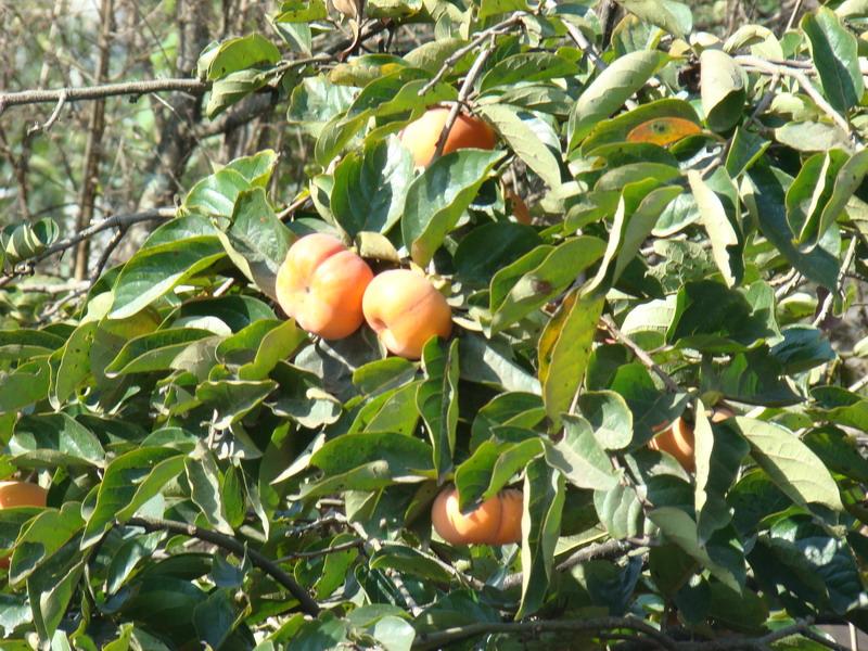 溝上村自然村水果種植業