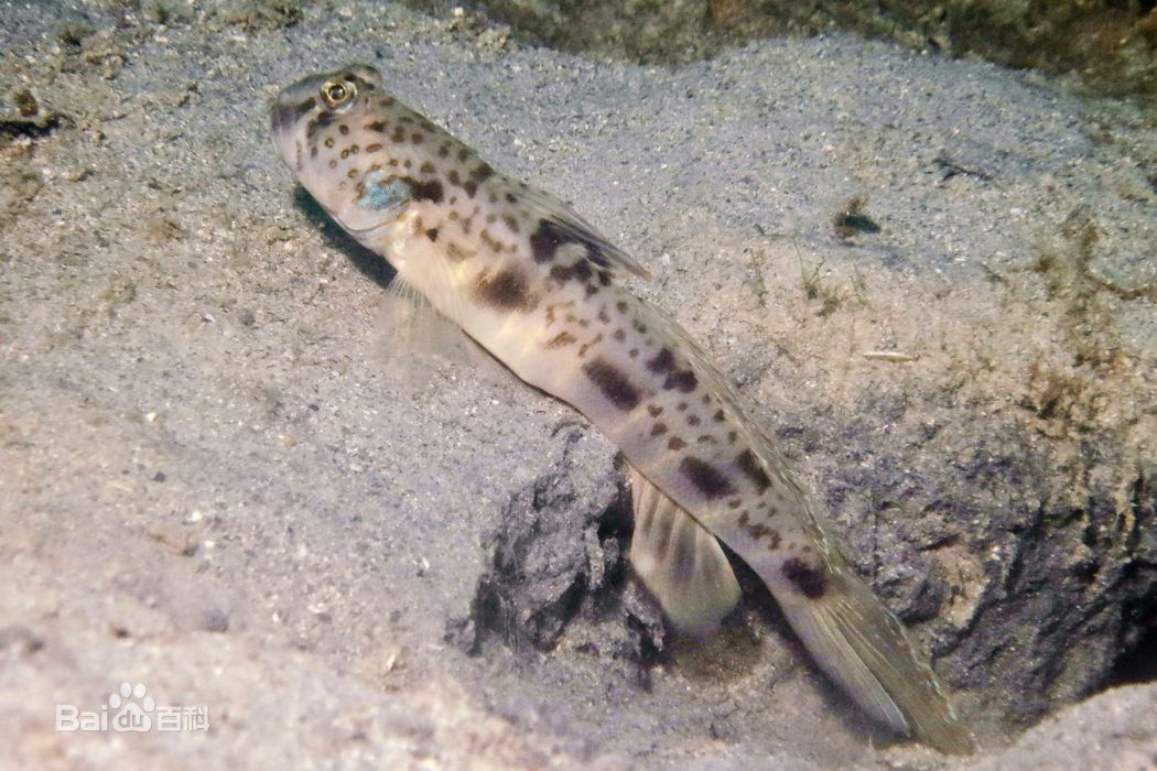 Ocellated shrimpgoby