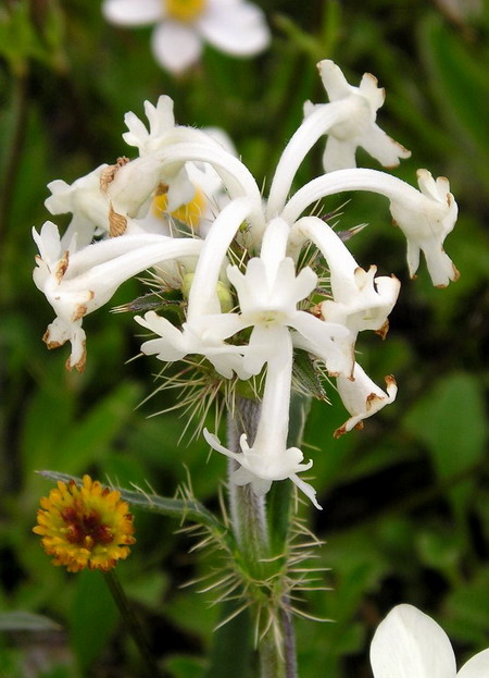 白花刺參(圖1)