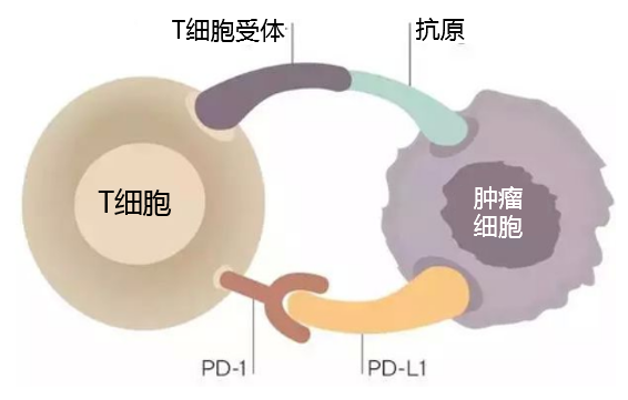 腫瘤免疫治療