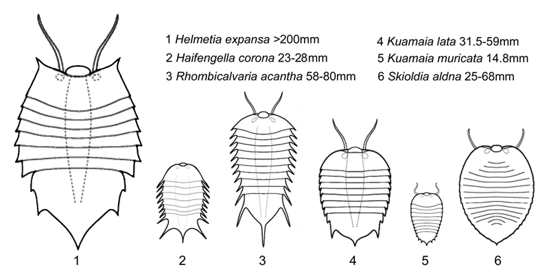 Haifengella corona與寒武紀其它Helmetia比