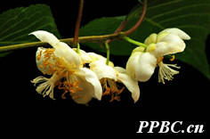 葛棗獼猴桃 Actinidia polygama