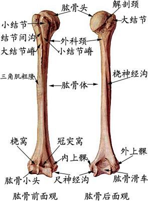 肱骨外上髁炎