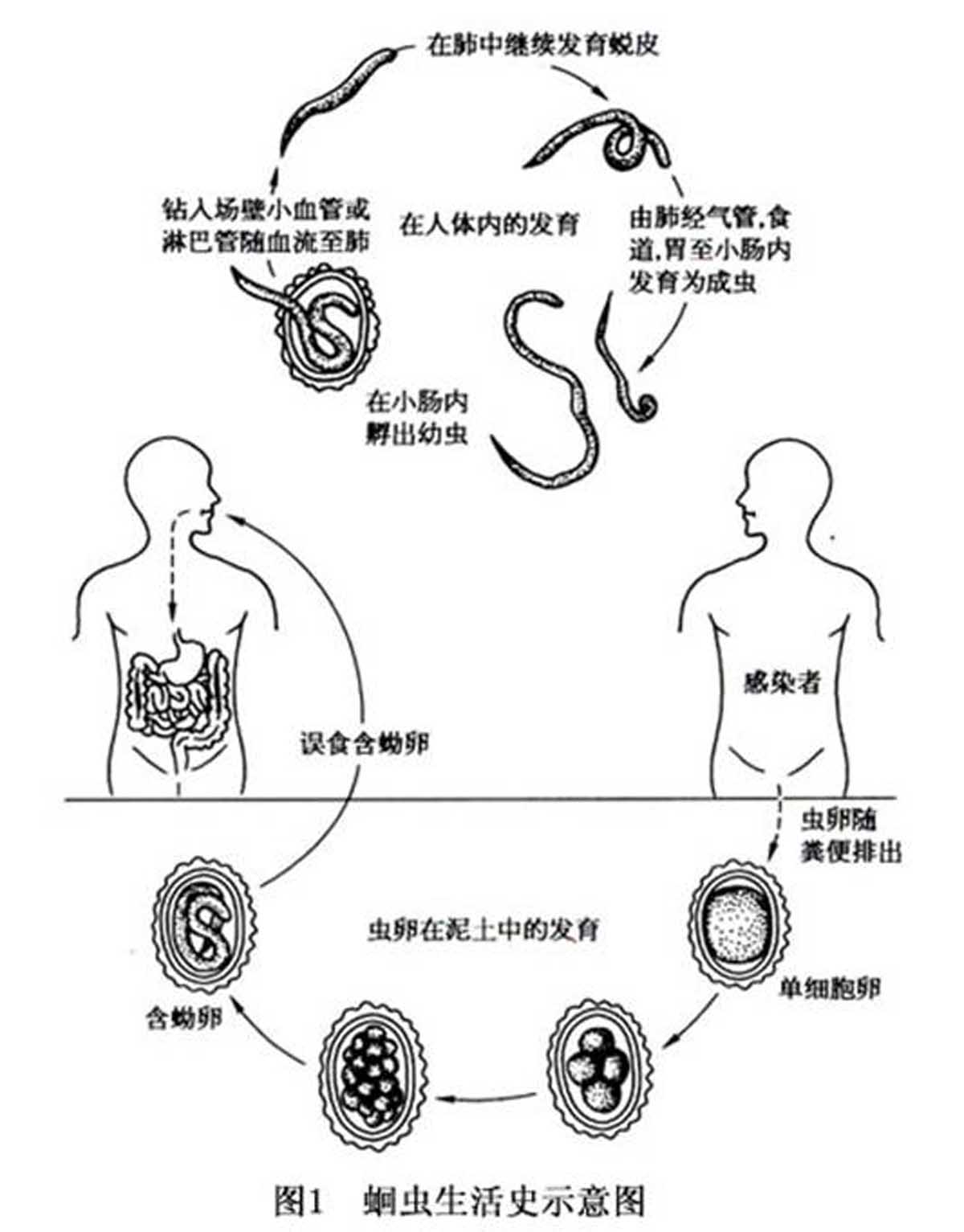 蚘蟲病治療