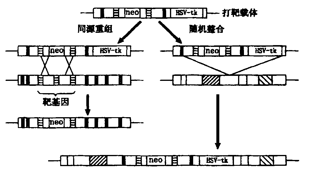 基因打靶