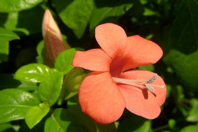 紅花假杜鵑1號