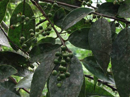 山桂花(山茶亞目大風子科植物)