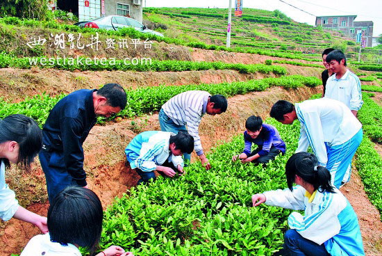 學生體驗採茶