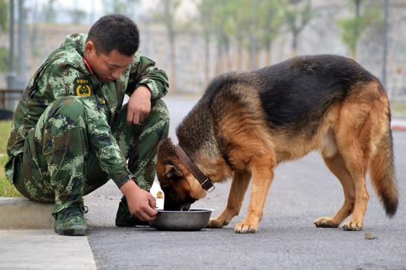 特種警犬