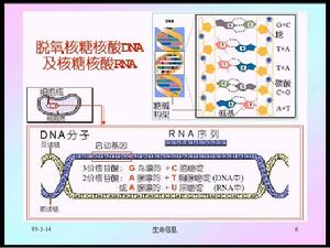 核糖核酸