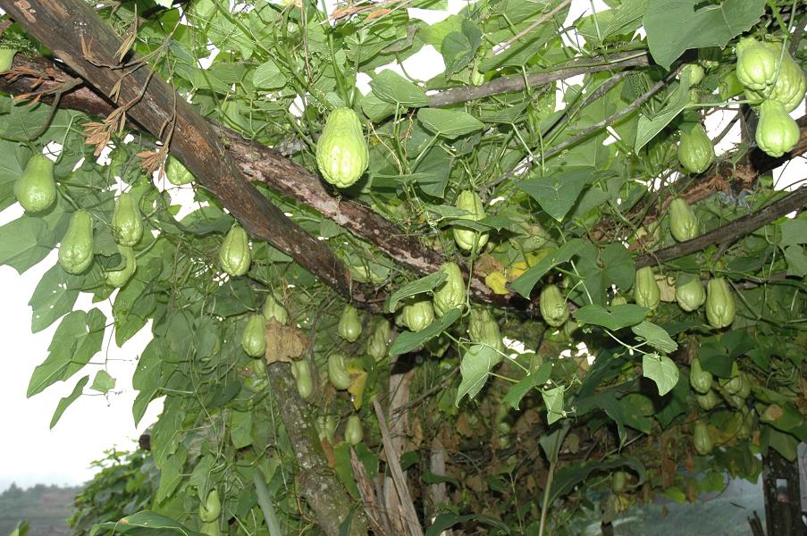 特色產業－種植業