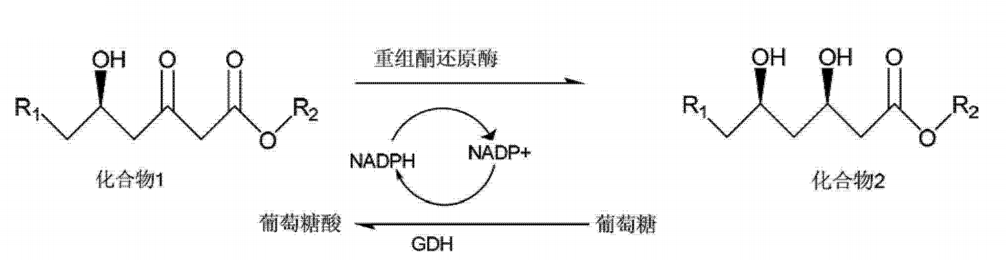 一種酮還原酶基因及其套用