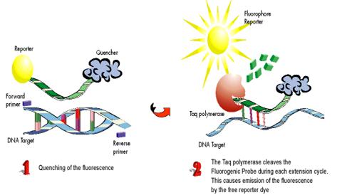 micro RNA