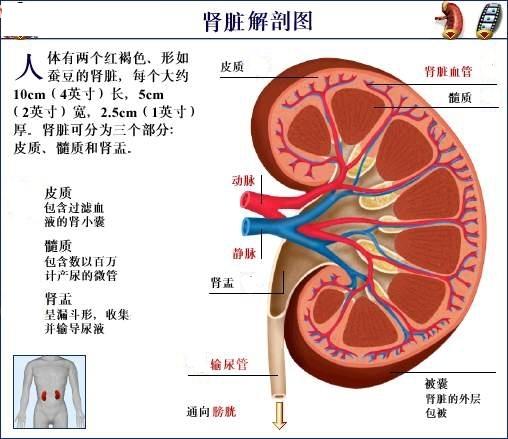 腎臟圖