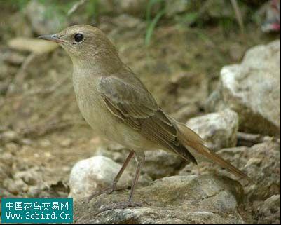 橙頭黑鸝