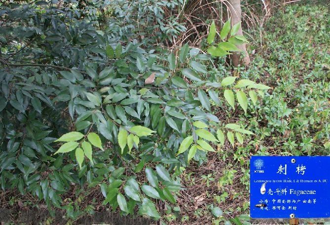 刺栲勐海家系08號