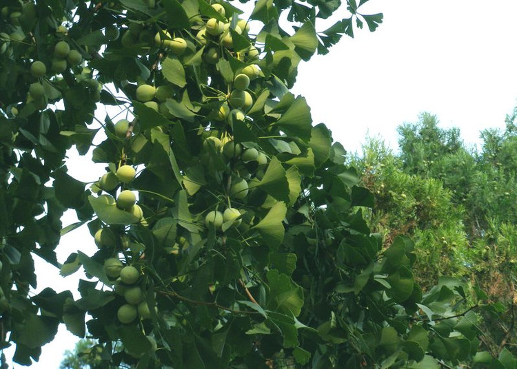 松針(銀杏屬植物)