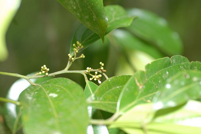 貧花厚殼桂