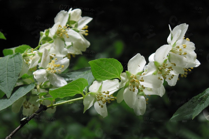 黑萼山梅花（變種）