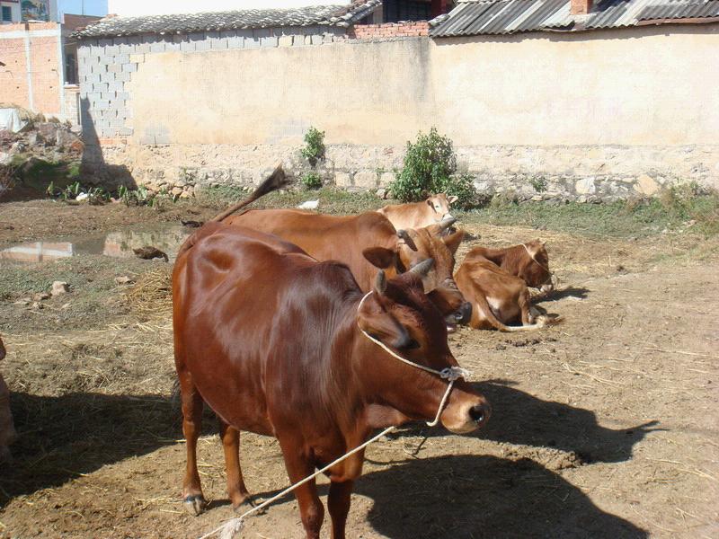 肉牛養殖