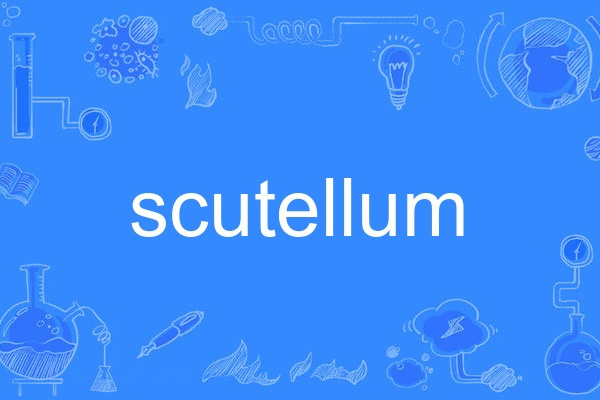 scutellum