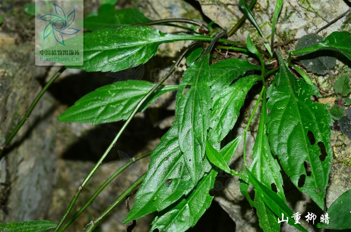 小花變種（變種）