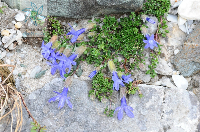 細葉藍鐘花