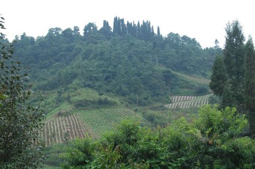 松華鄉莊科村