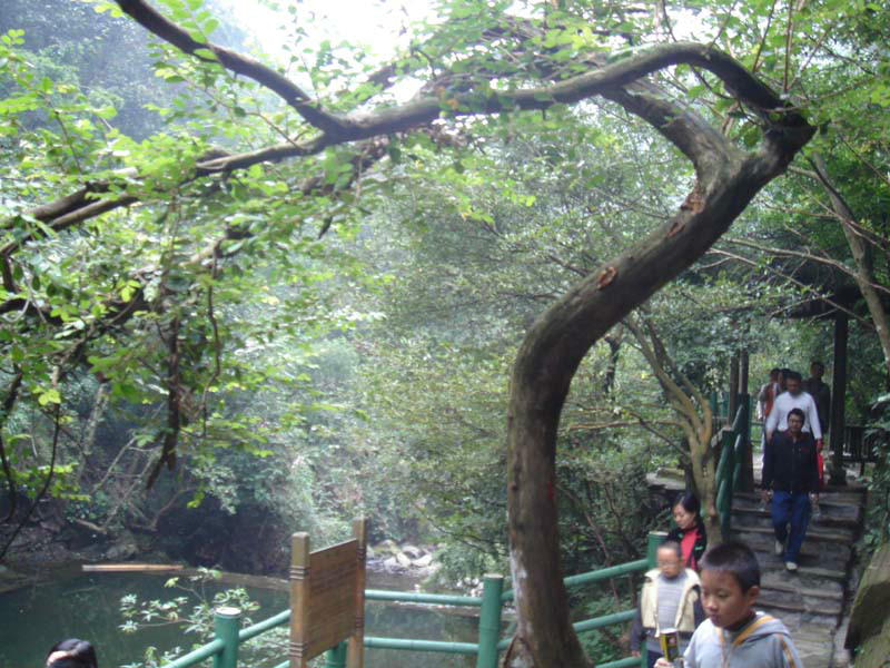 桂花峽弓樹