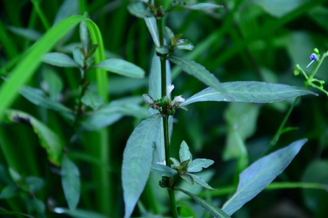 水蓑衣(爵床科水蓑衣屬植物)