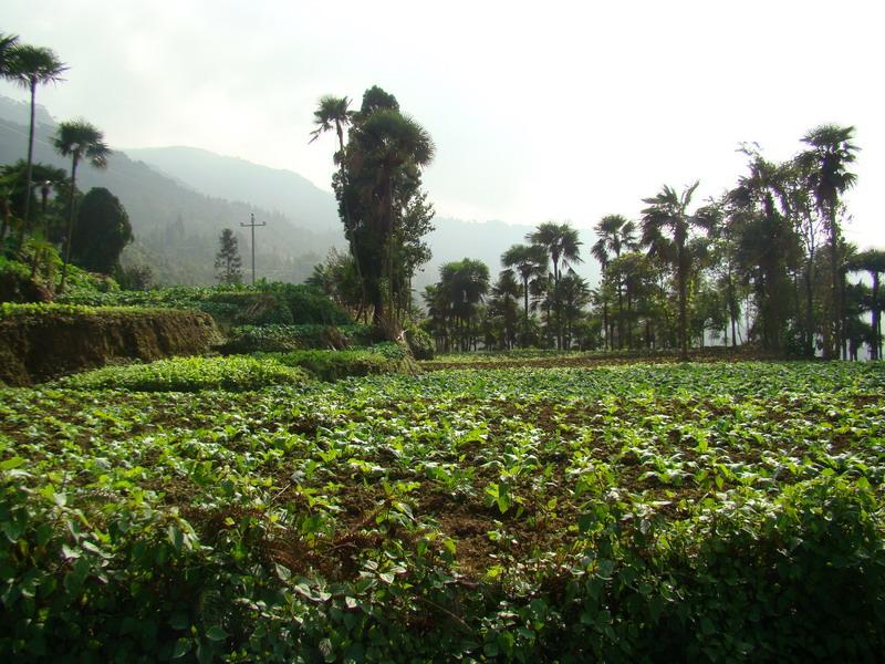 美東自然村