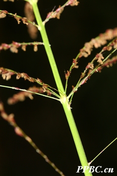 石芒草