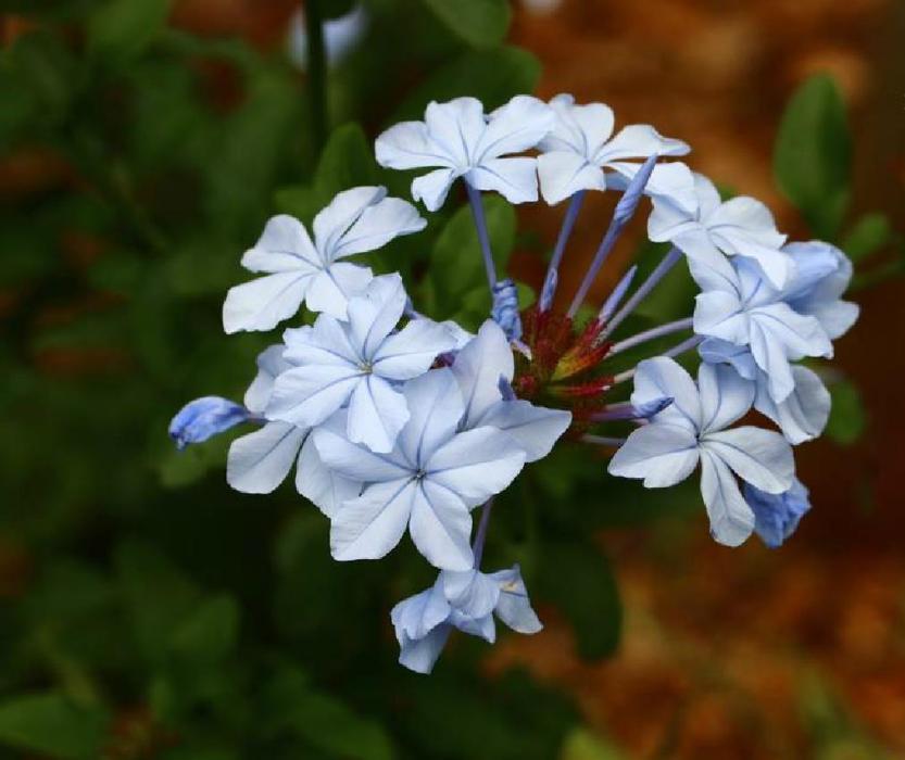 白花丹屬(Plumbago)