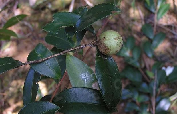 大坡鄉油茶