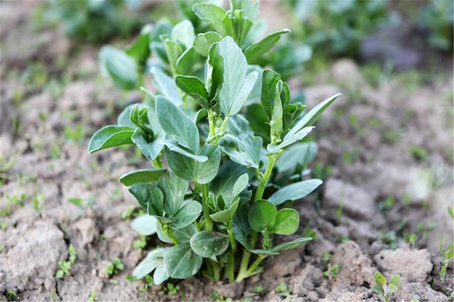 蠶豆(豆科野豌豆屬植物)