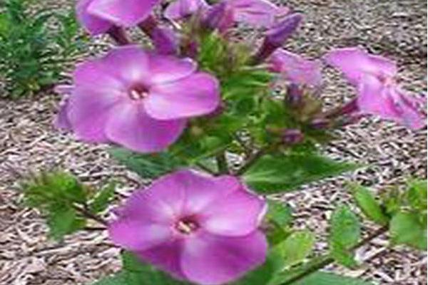 Phlox paniculata \x27Little Boy\x27